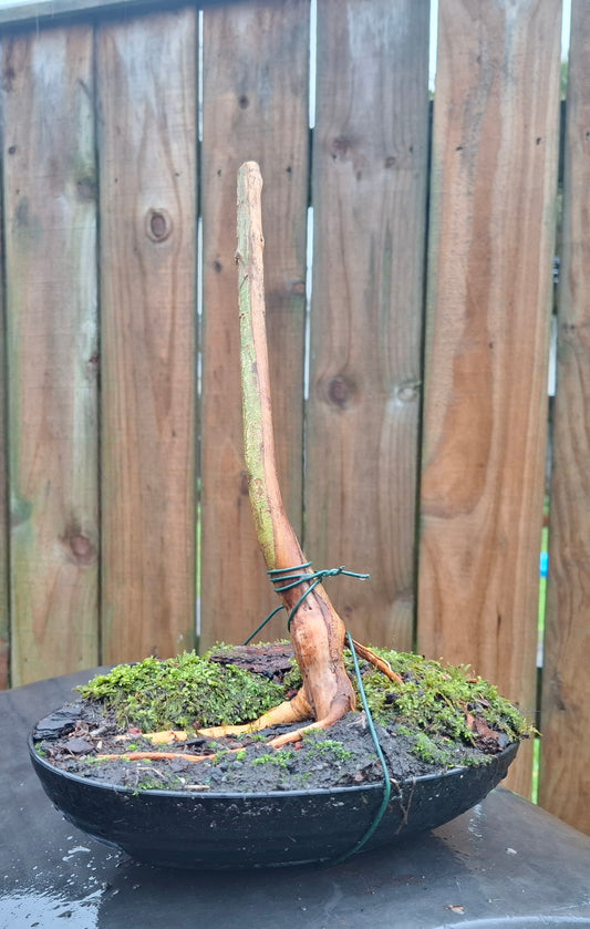 Exposed Root Style (Neagari) Bonsai – A Testament to Resilience and Elegance 🌱✨