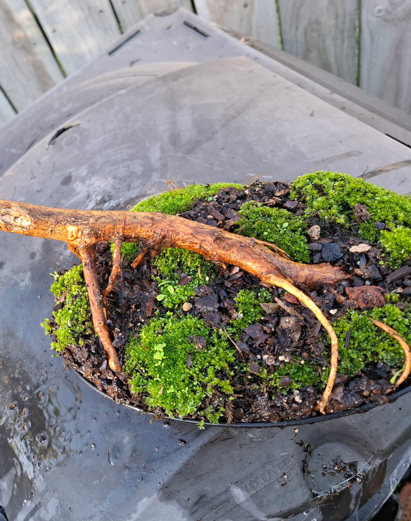 🌿 Windswept Pine Bonsai | Nebari Elegance & Resilient Motion 🌬️