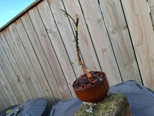 🌿 Bonsai Starter – Literati Style 🌿