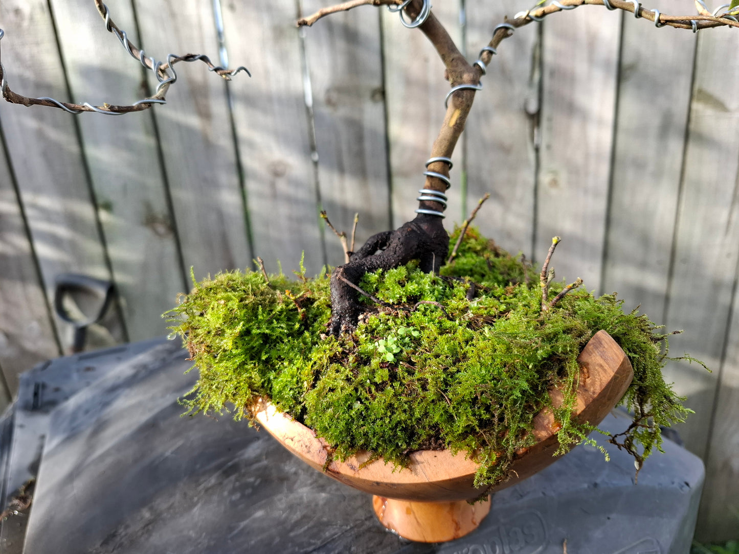 🌸🍃 Camellia Nebari Style Bonsai — Exposed Root Elegance in Polished Wood