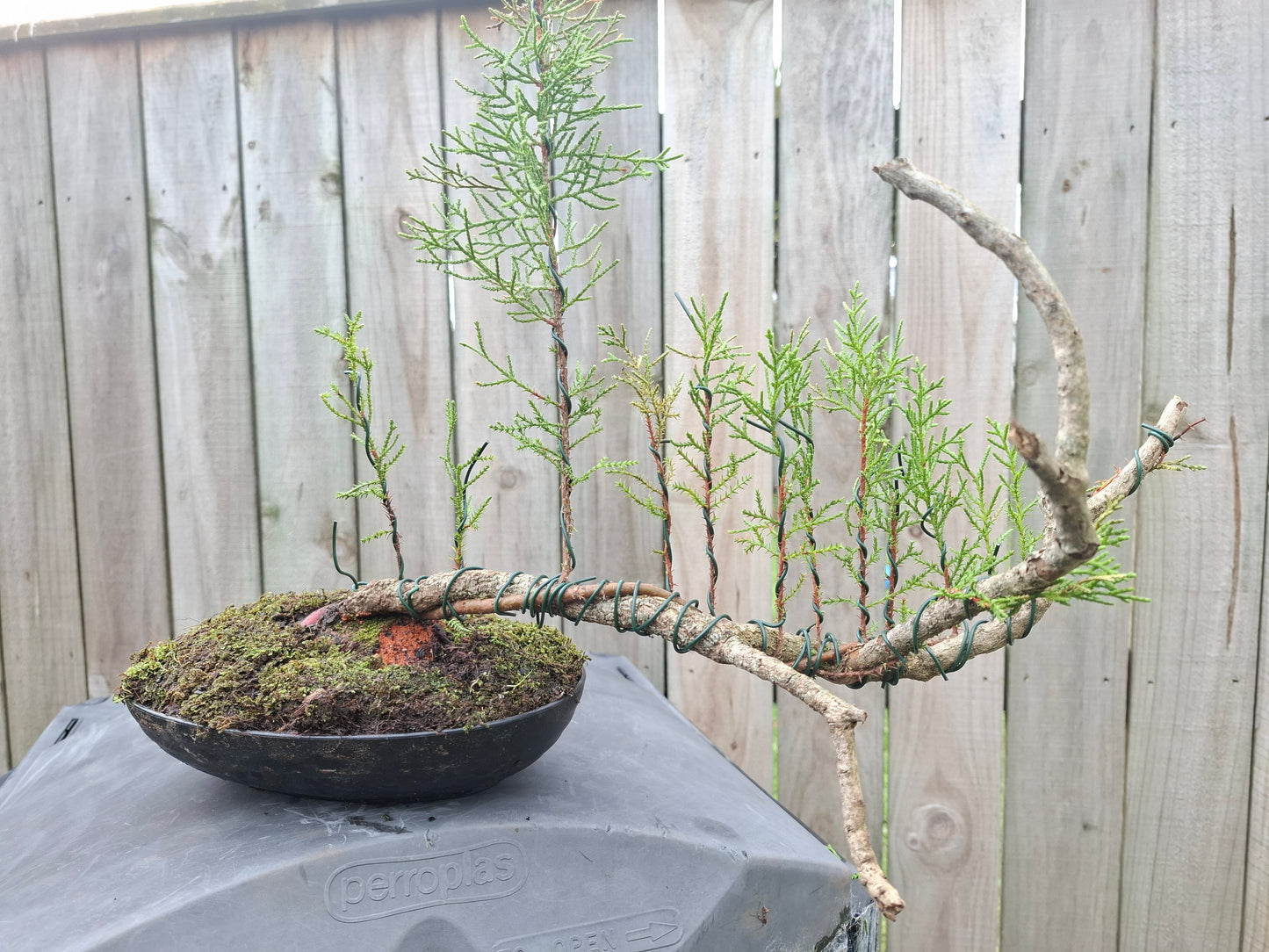 🌿 Pine - Raft-Style (Ikadabuki) & Tanuki Bonsai 🛶