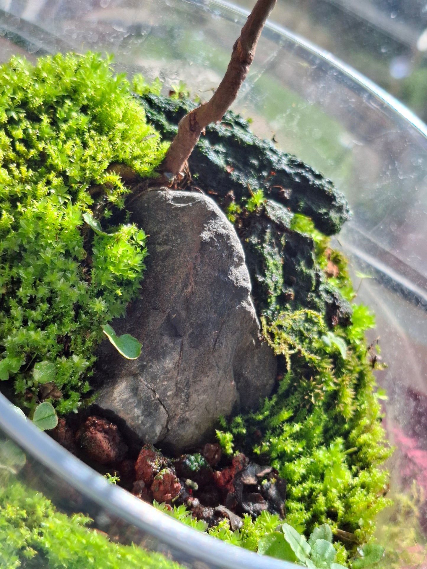 🌿 Miniature Cherry Landscape Bonsai – Root Over Rock in Clear Terrarium Vessel