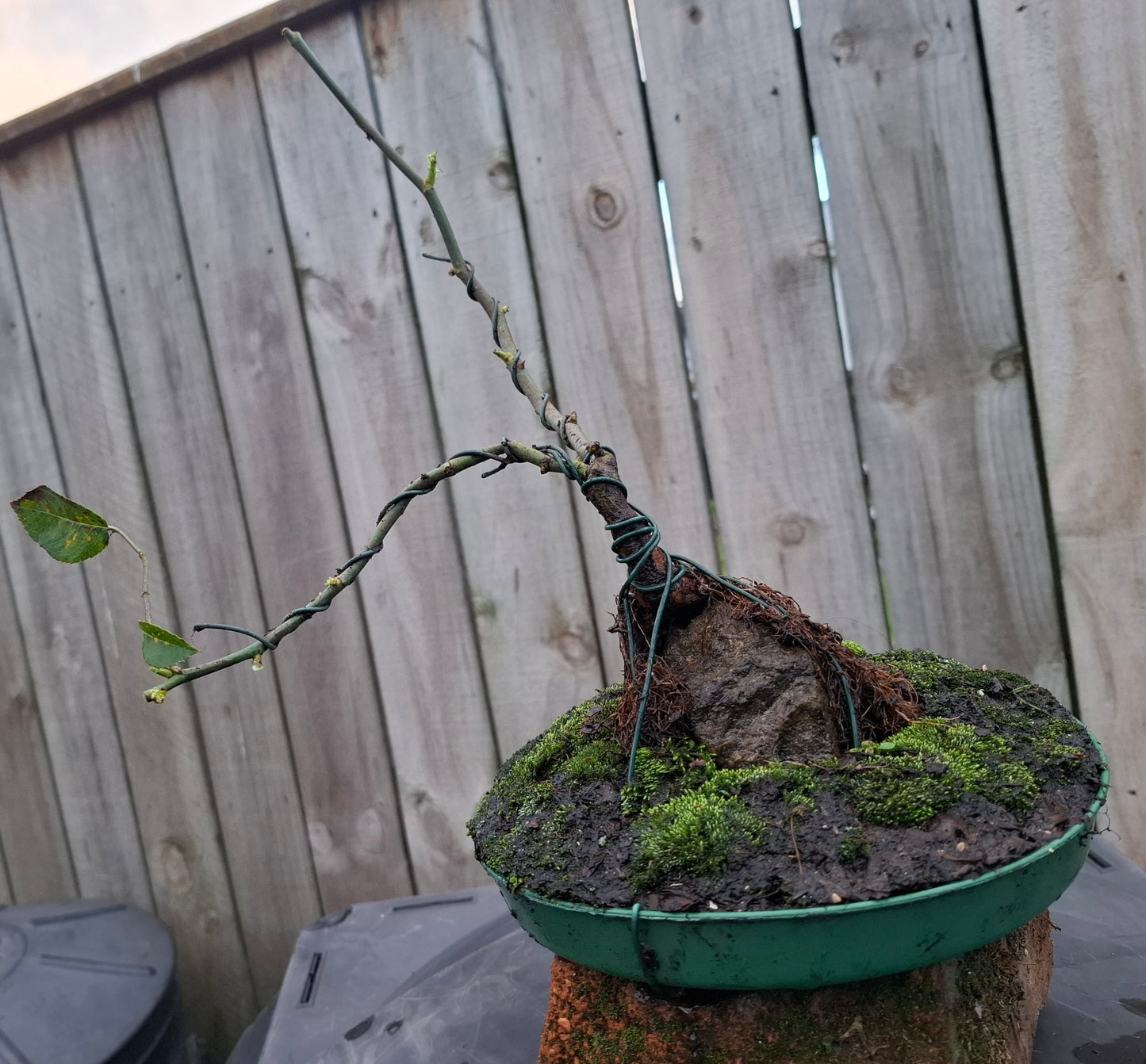 🌿🪨 Root-over-Rock Rose Bonsai (Seki-joju)