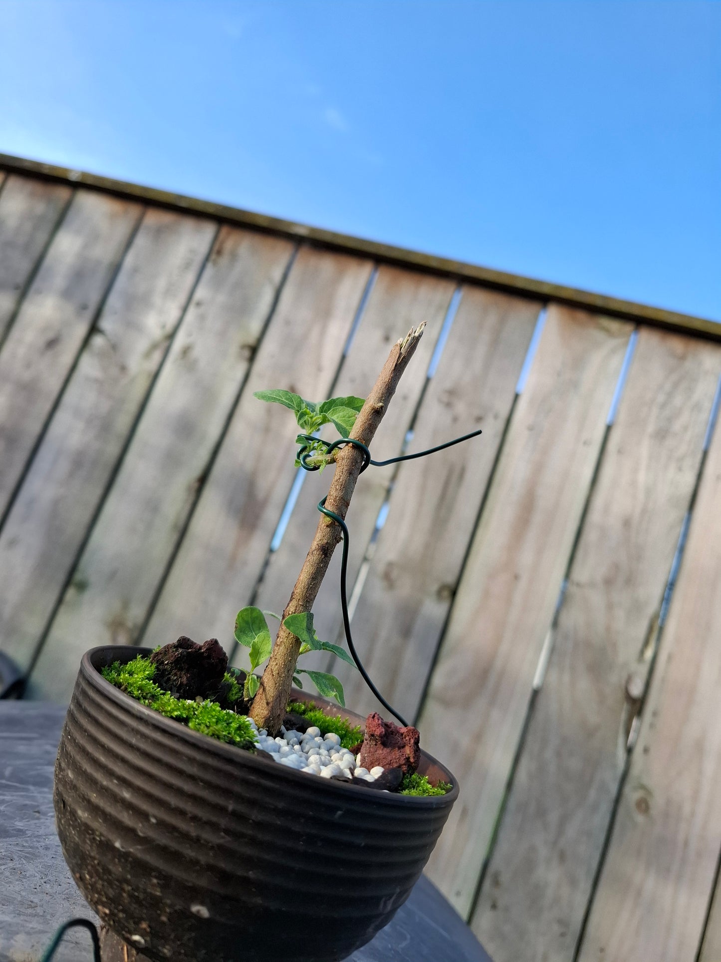 🌱 Bonsai Starter – The Beginning of a Timeless Journey 🌱