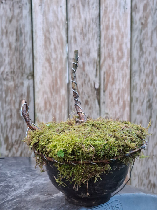 🌿 Dual Bonsai Showcase – A Study in Contrast