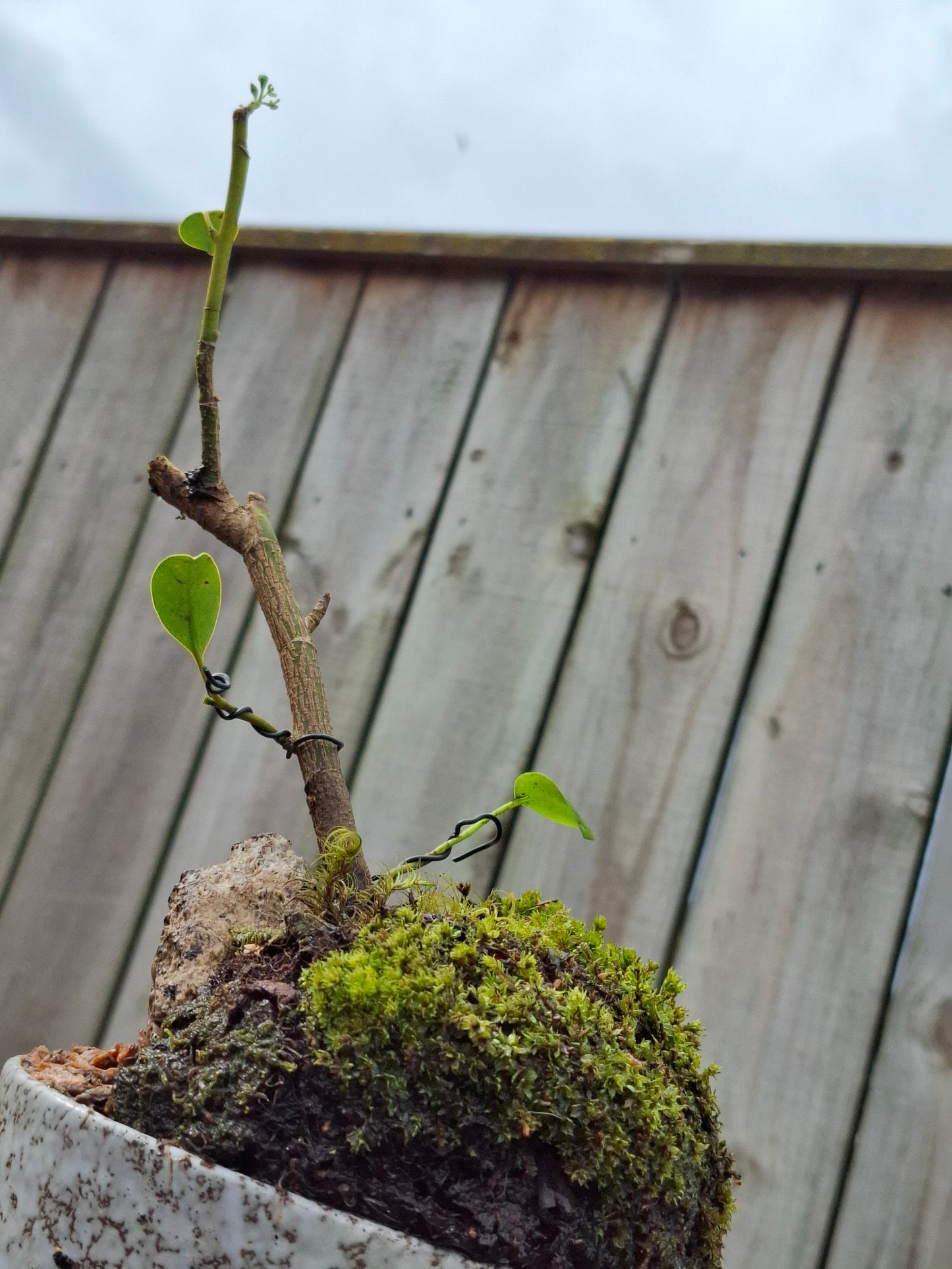 Griselinia littoralis (Kapuka / Kaupuka)- Windswept-Style Bonsai with Supporting Rock
