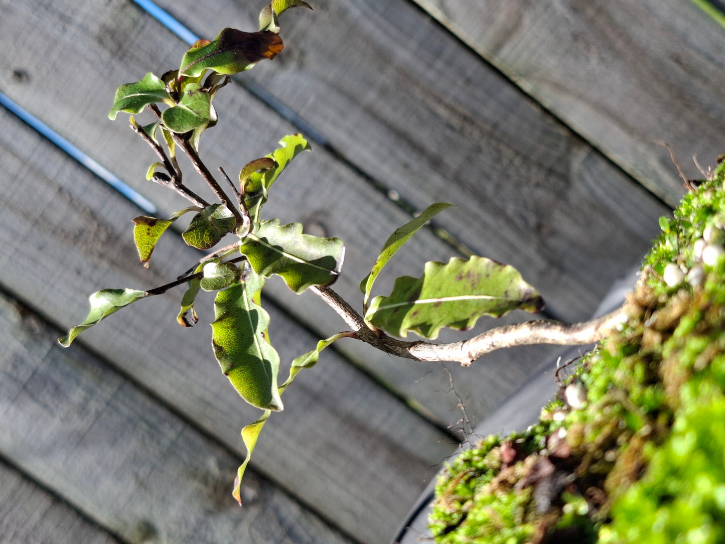🌿 Tarata (Lemonwood) Forest-Style Bonsai