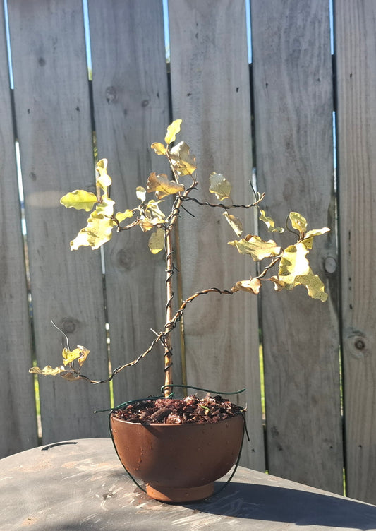 🌿 Tarata Literati Style Bonsai – A Statement of Elegance 🏯