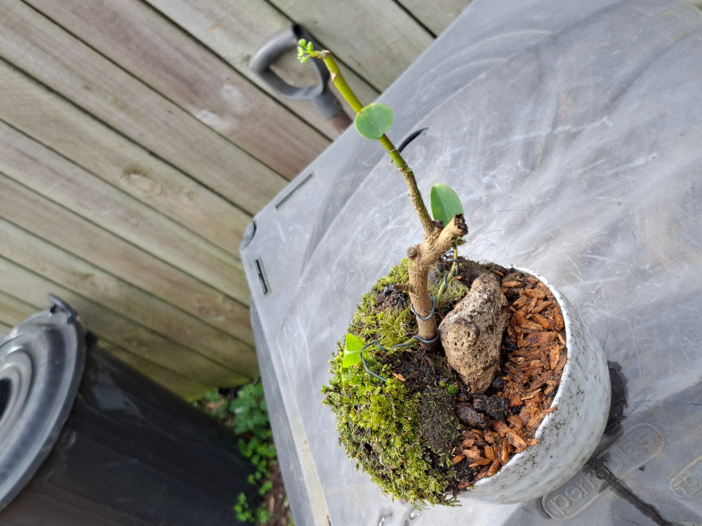 Griselinia littoralis (Kapuka / Kaupuka)- Windswept-Style Bonsai with Supporting Rock